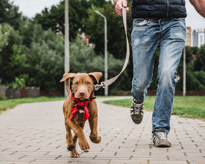 5 Tips to Make Your Dog's Walks Less Boring
