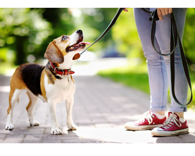 Unleash Your Dog’s Potential: Leash Training Tips and Tricks for New Dog Parents