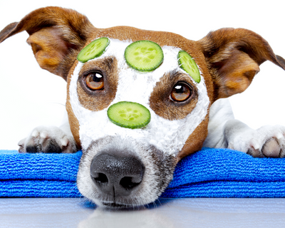 4 Tips for Caring for Your Dog’s Skin and Coat