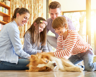 How to Introduce a New Dog to Your Family