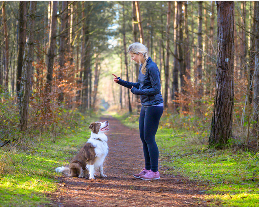 5 Tips to Make Training Your Dog More Effective