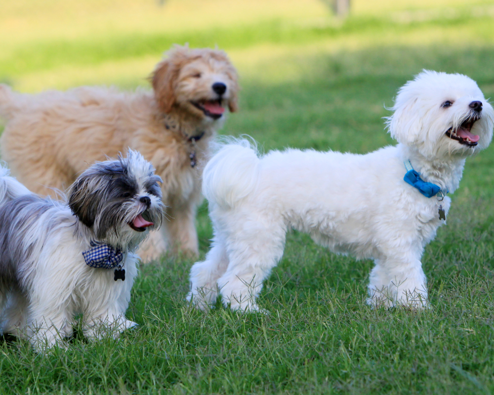 Dog Park Etiquette for Responsible Dog Owners