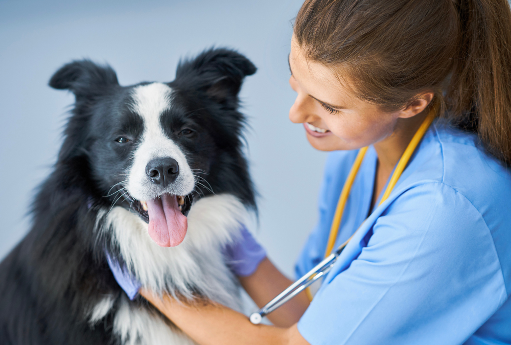 Heartworm 101: What You Need to Know to Protect Your Dog