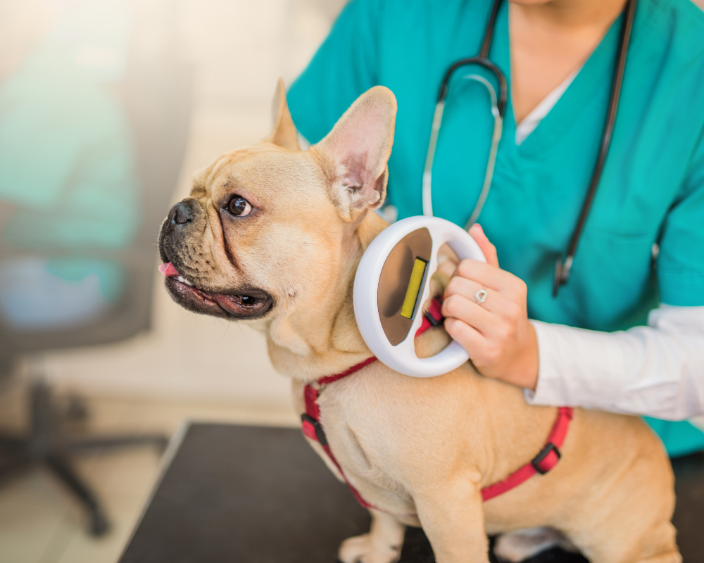 The Importance of ID Tags and Microchips for Your Dog’s Safety