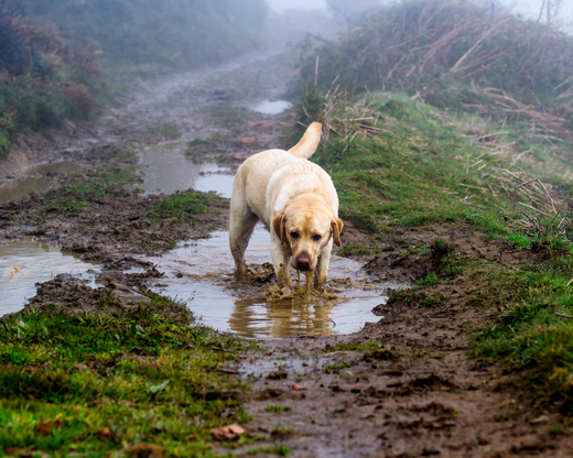 Mud Season Survival Guide: How to Keep Your Dog (and Your House) Clean