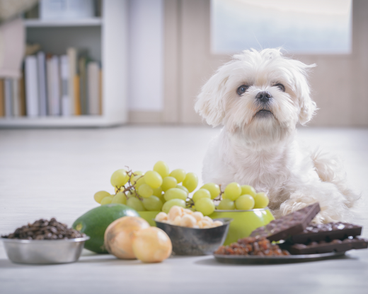 Common Household Items That Can Be Dangerous to Your Dog