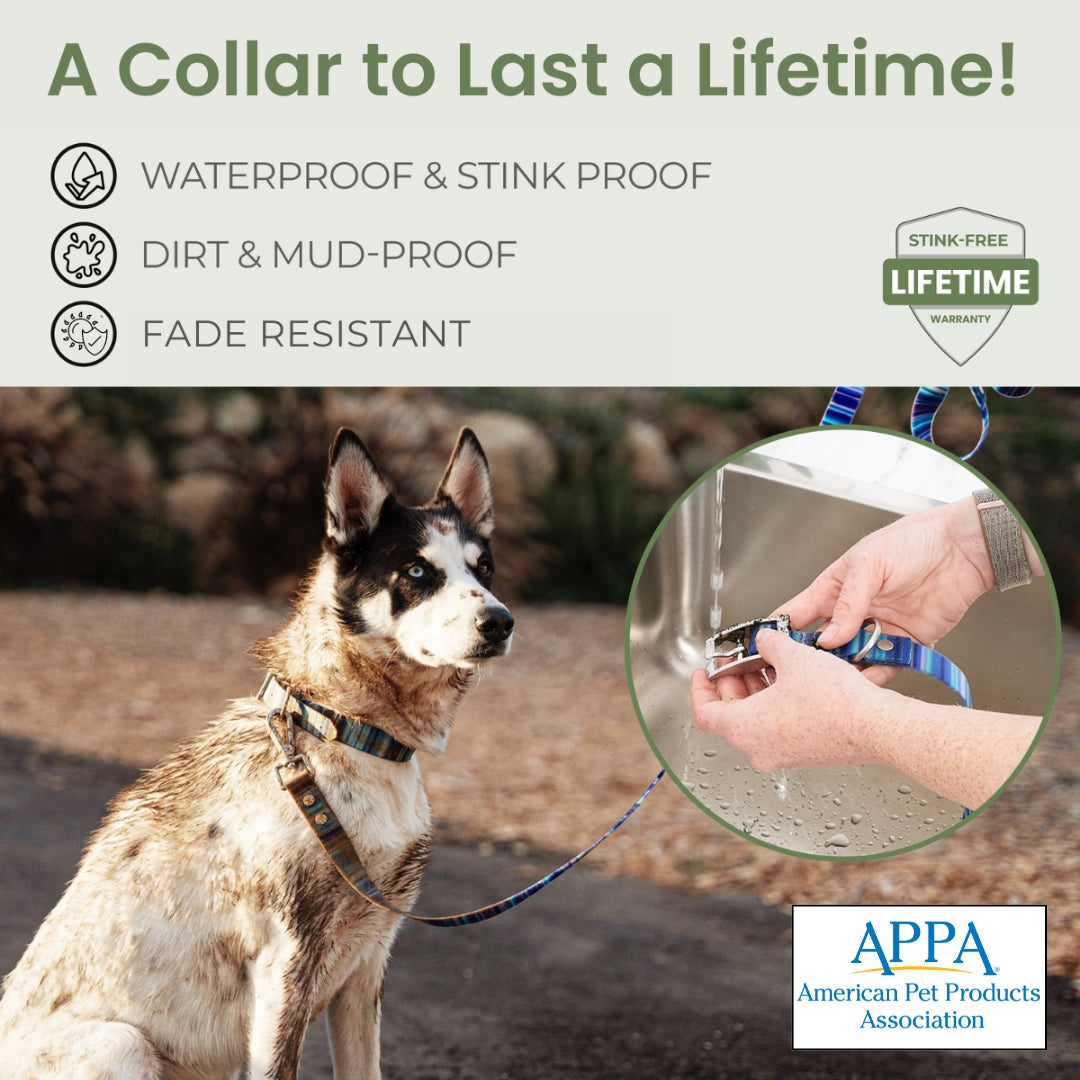Stink proof dog collar new arrivals