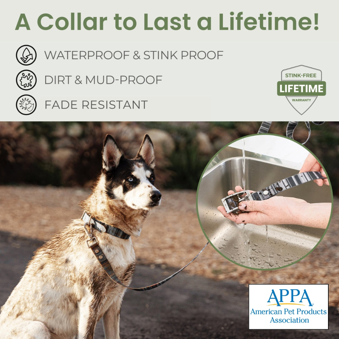 Waterproof Dog Collar & 6 ft Leash Set: Teal