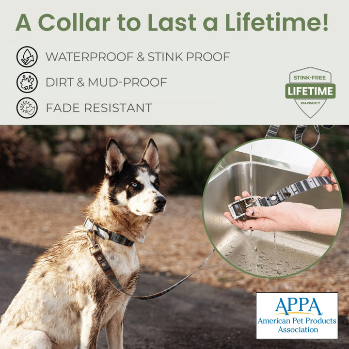 Waterproof Dog Collar & 6 ft Leash Set: Teal
